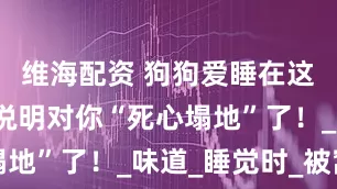 维海配资 狗狗爱睡在这些位置,说明对你“死心塌地”了!_味道_睡觉时_被窝